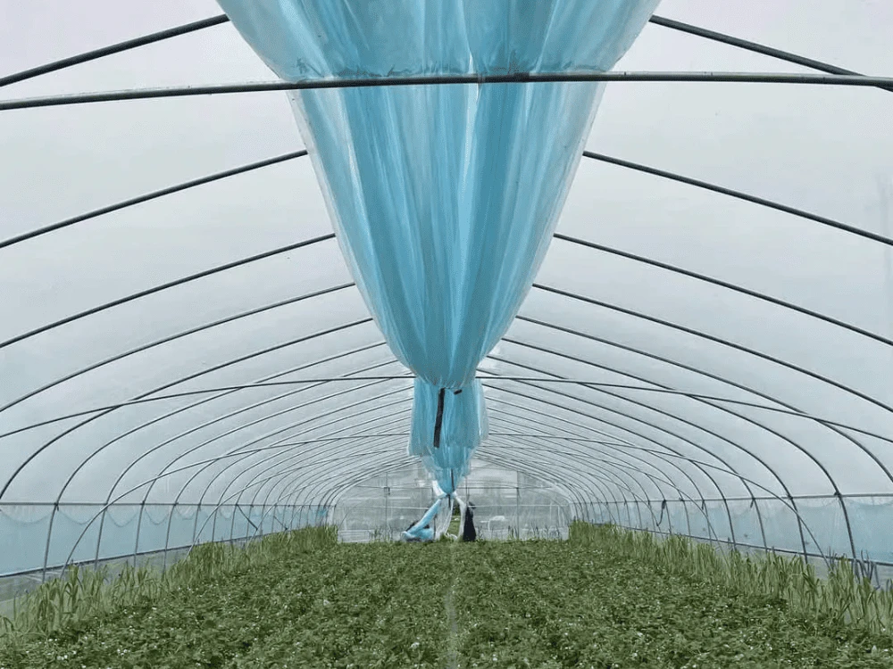 Greenhouses Film Greenhouses Film